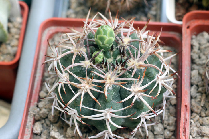 Gymnocalycium ferocior