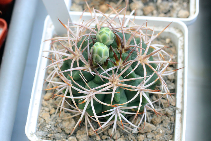 Gymnocalycium ferox STO 866 Piltz 5244