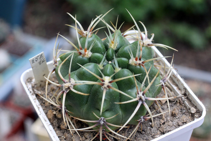 Gymnocalycium monvillei