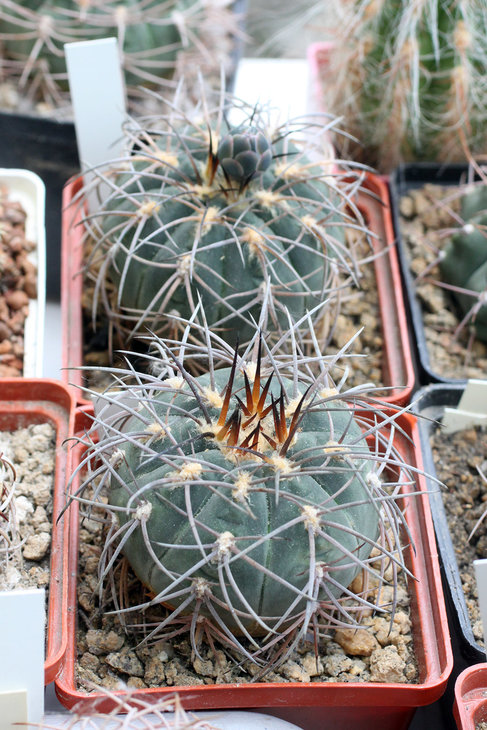 Gymnocalycium spegazzinii