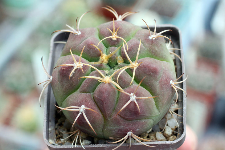 Gymnocalycium bayrianum