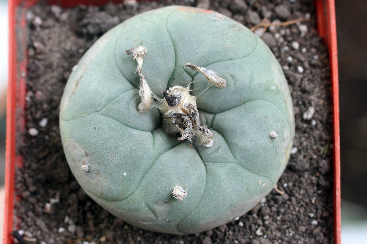 Lophophora diffusa