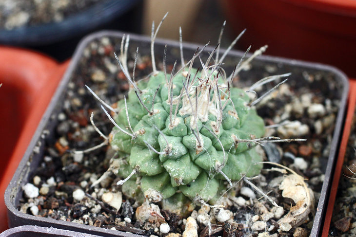 Strombocactus disciformis