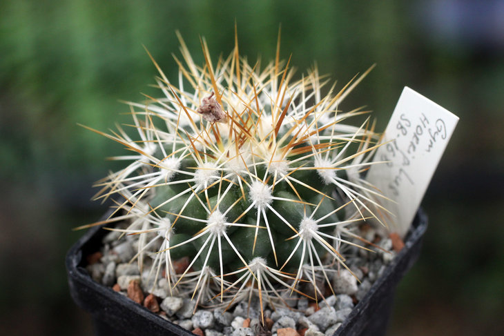 Gymnocactus horripilus SB-168