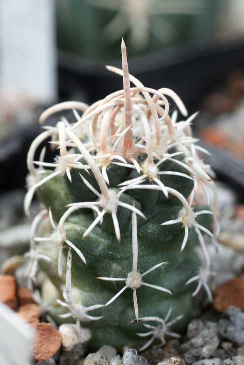Pediocactus peeblesianus v. fickeisenii SB-469