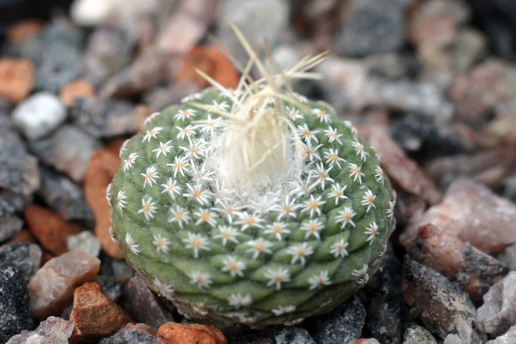 Strombocactus jarmilae
