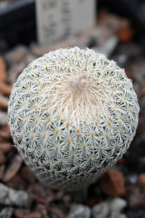 Epithelantha micromeris SB-56