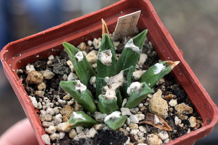 Ariocarpus agavoides