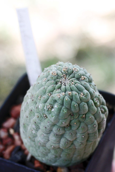 Larryleachia cactiformis