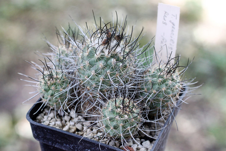 Turbinicarpus gracilis x roseiflorus