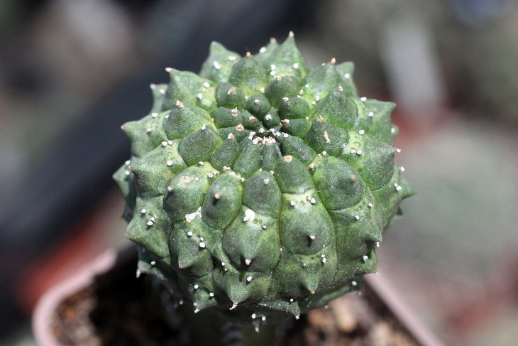 Euphorbia gymnocalycioides