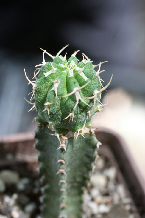 Euphorbia columnaris