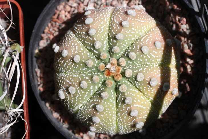 Astrophytum As*cap