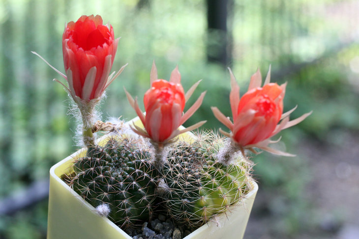 Lobivia arachnacantha f. variegata