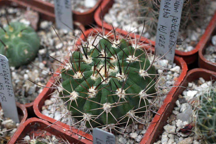 Acanthocalycium peitcherianum v. macrantha HU-1225