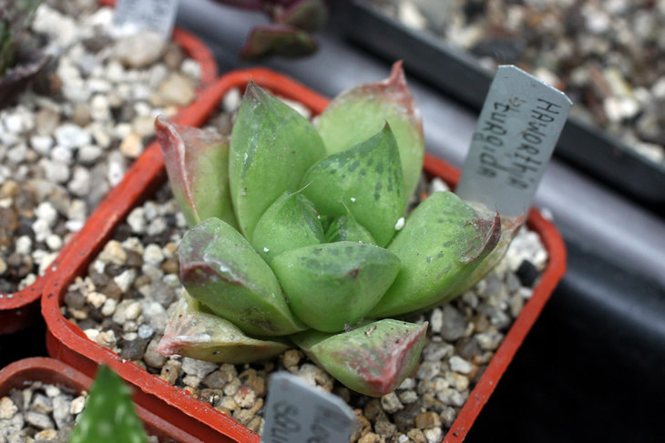 Haworthia turgida