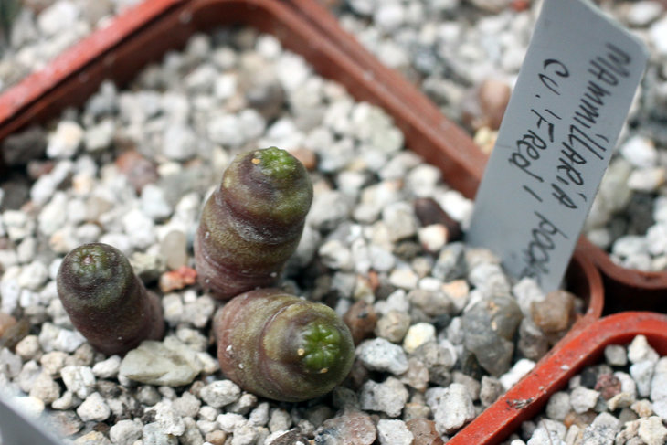 Mammillaria bocasana cv. Fred