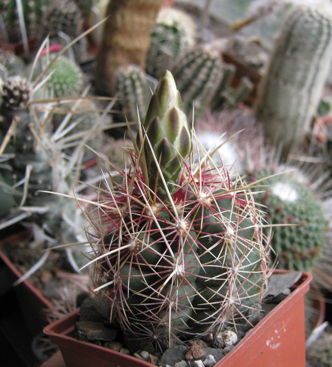 Thelocactus bicolor.jpg