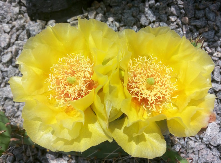 Opuntia phaeacantha 20.06.2016