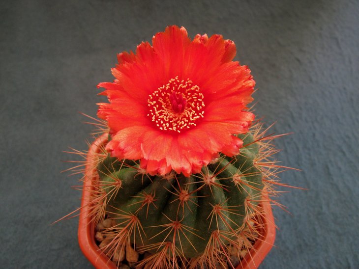Notocactus ottonis v. vencluianus