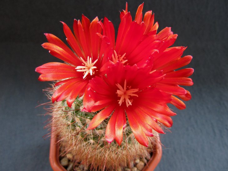 Parodia rubriflora