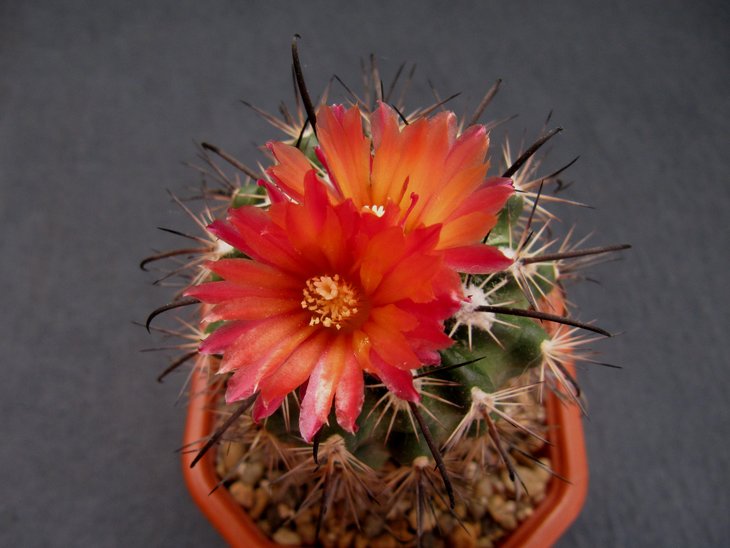 Parodia suprema