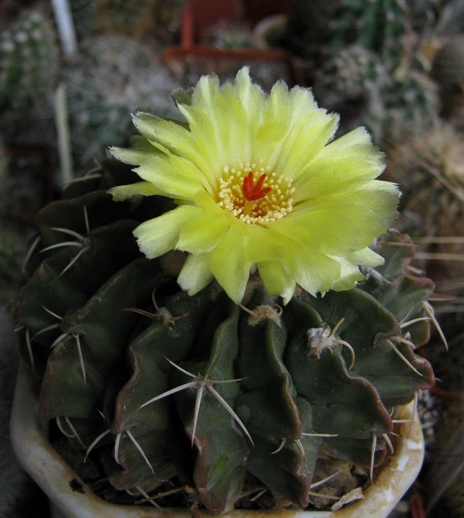 Wigginsia sellowii