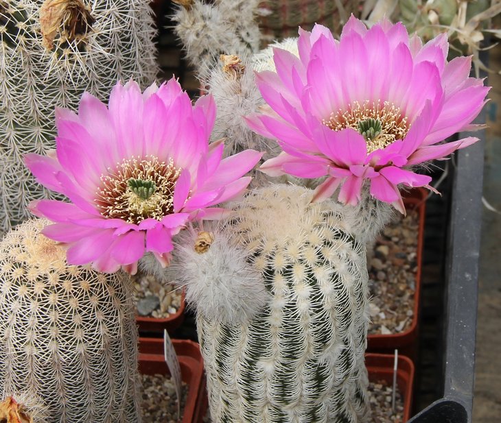 Echinocereus reichenbachii SB941