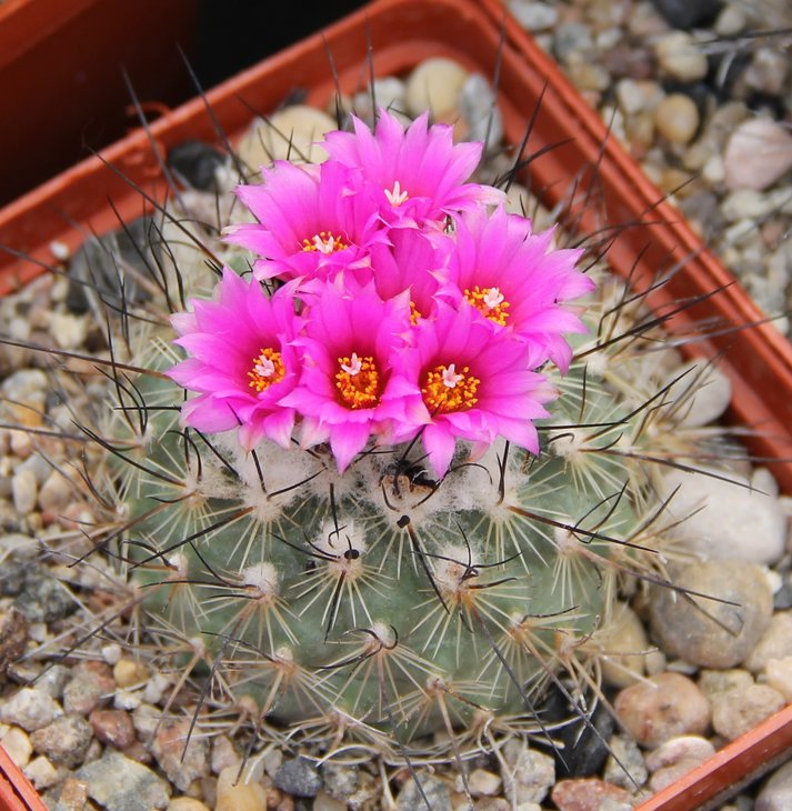 Gymnocactus viereckii L1159