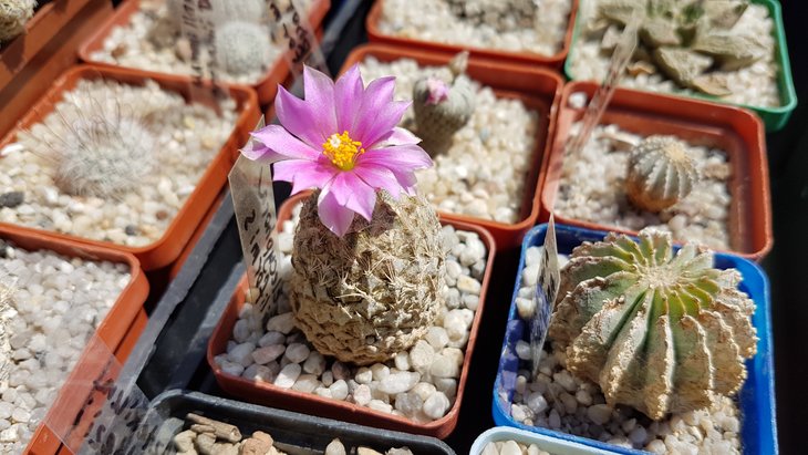 Pelecyphora strobiliformis