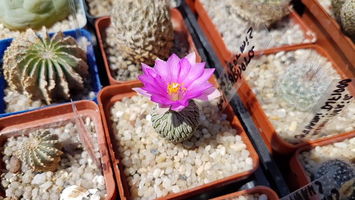 Pelecyphora asseliformis
