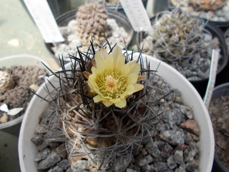 Pyrrhocactus nigricans.jpg