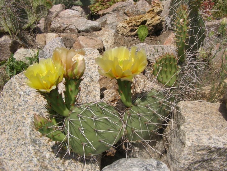 Opuntia macrorhiza Prescott