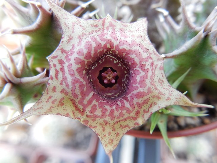 Huernia laevis Harrasberg11.jpg