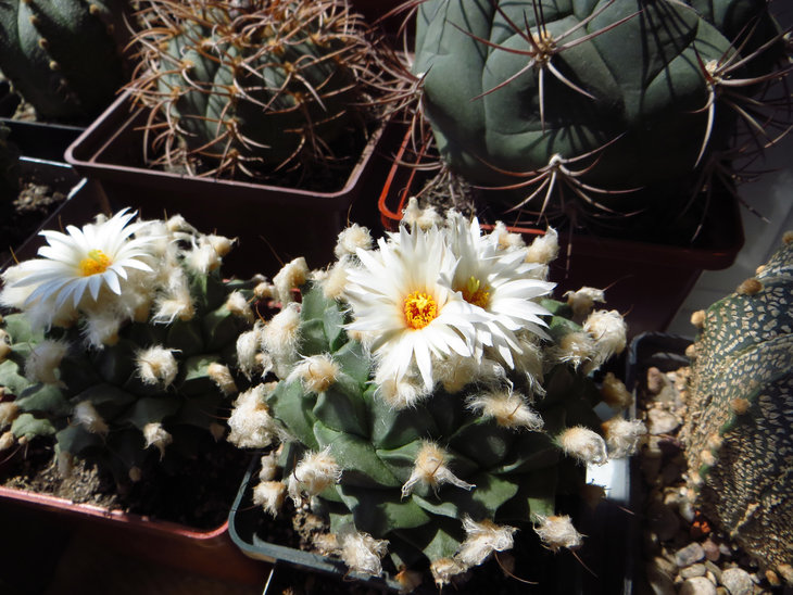 Obregonia denegrii