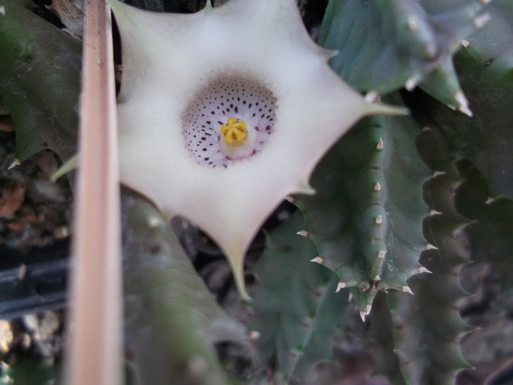 DSCF4695.JPG