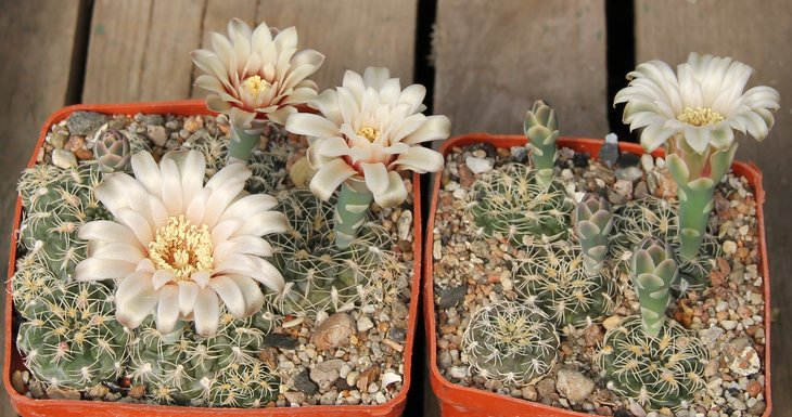 Gymnocalycium parvulum VG498 San Javier Cord. 1188m   KK394.105