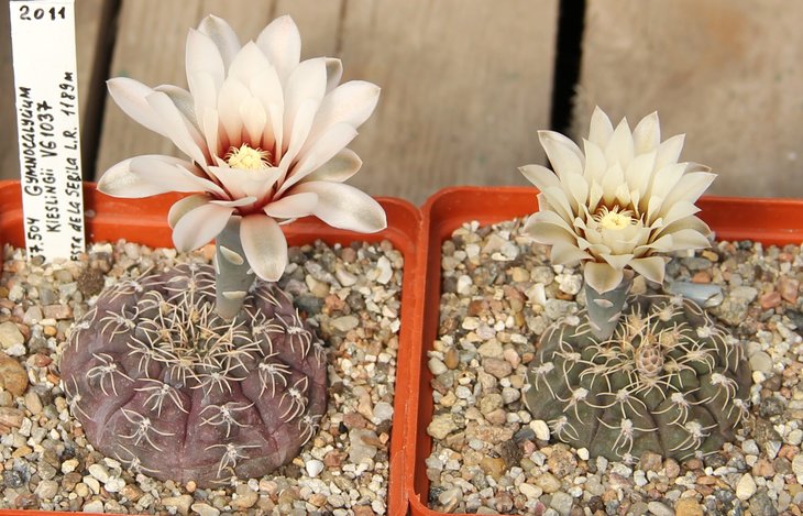 Gymnocalycium kieslingii VG1037 Cuesta de la Sebila L.R. 1189m  KK367.504