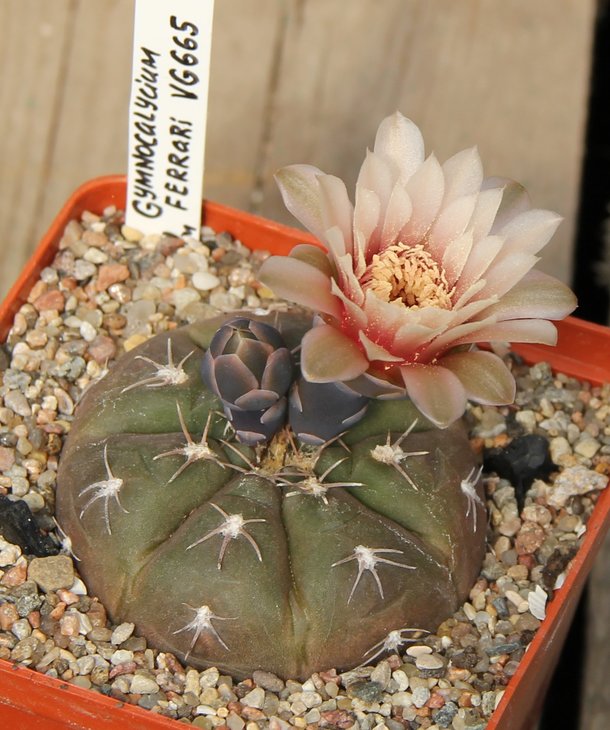 Gymnocalycium ferrari VG665 Carrizal 583m  kk353.55