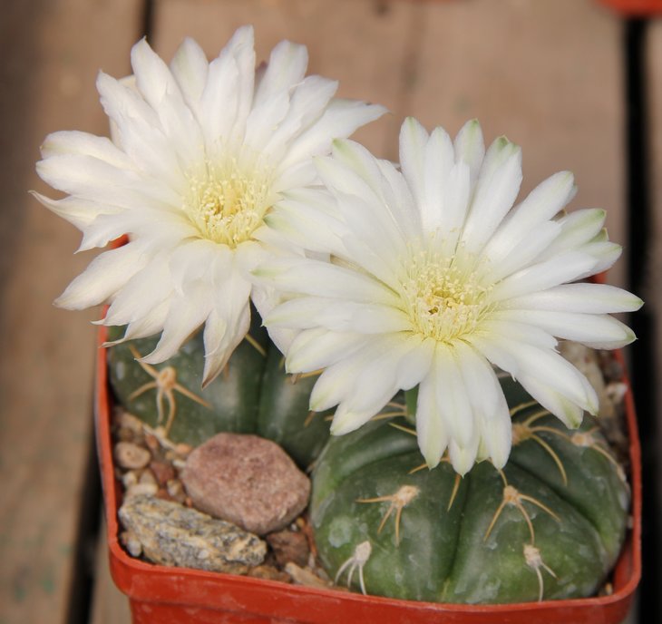 Gymnocalycium denudatum angulatum PR780