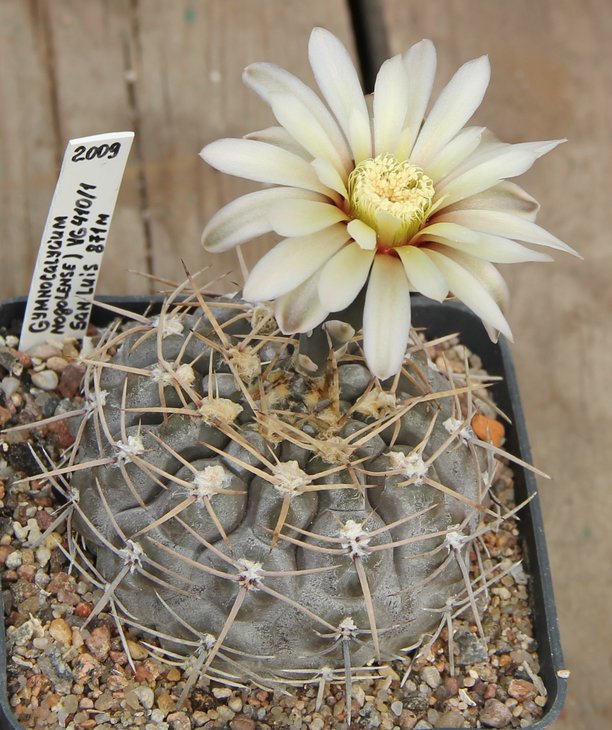 Gymnocalycium  borthii nogolense VG410.1 Nogoli S.L.  871m