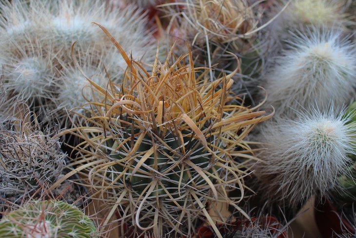 ferocactus chrysacanthus