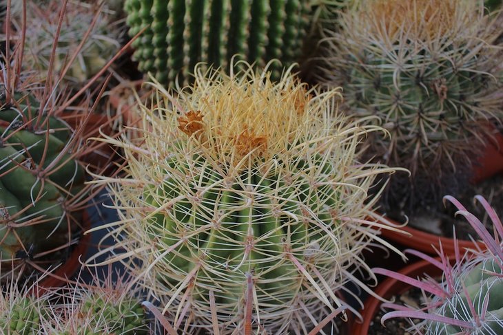 ferocactus acanthodes