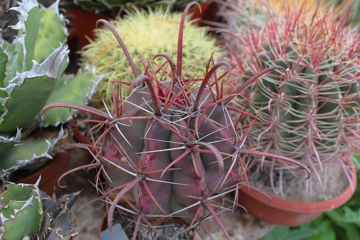 ferocactus peninsulae
