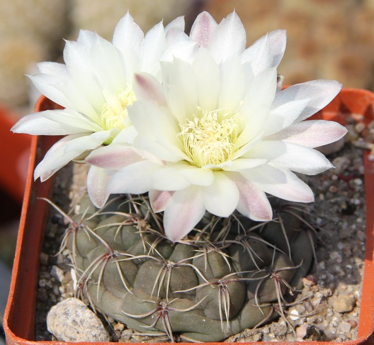 Gymnocalycium aff.amerschauseri VG053