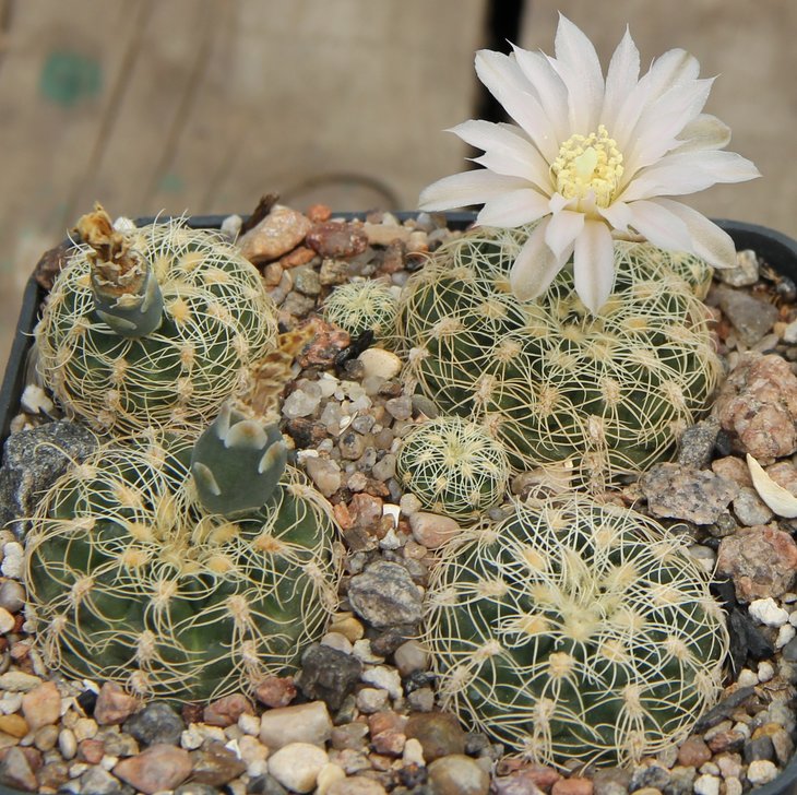 Gymnocalycium bruchii cumbresitense GN232