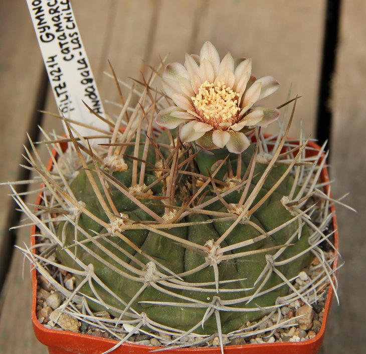 Gymnocalycium catamarcense P72a   PILTZ4214
