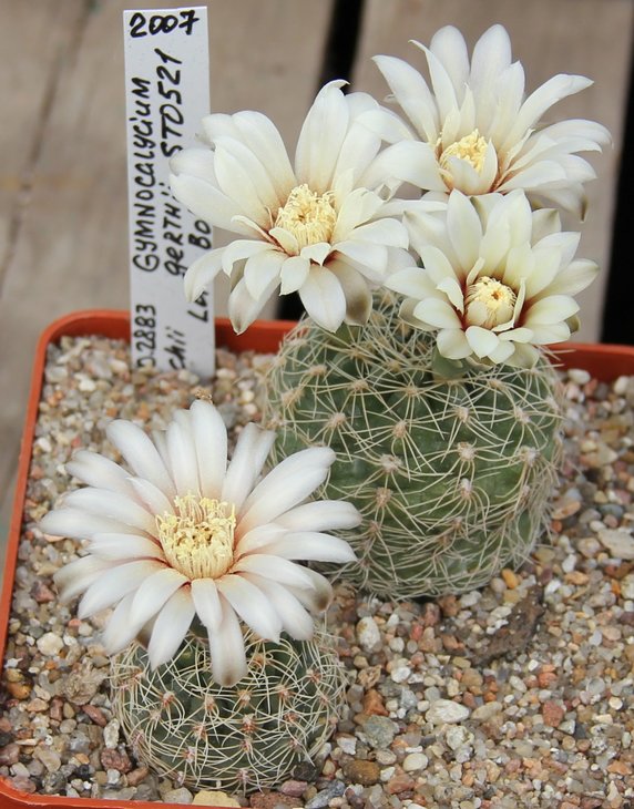 Gymnocalycium gerthii STO521.