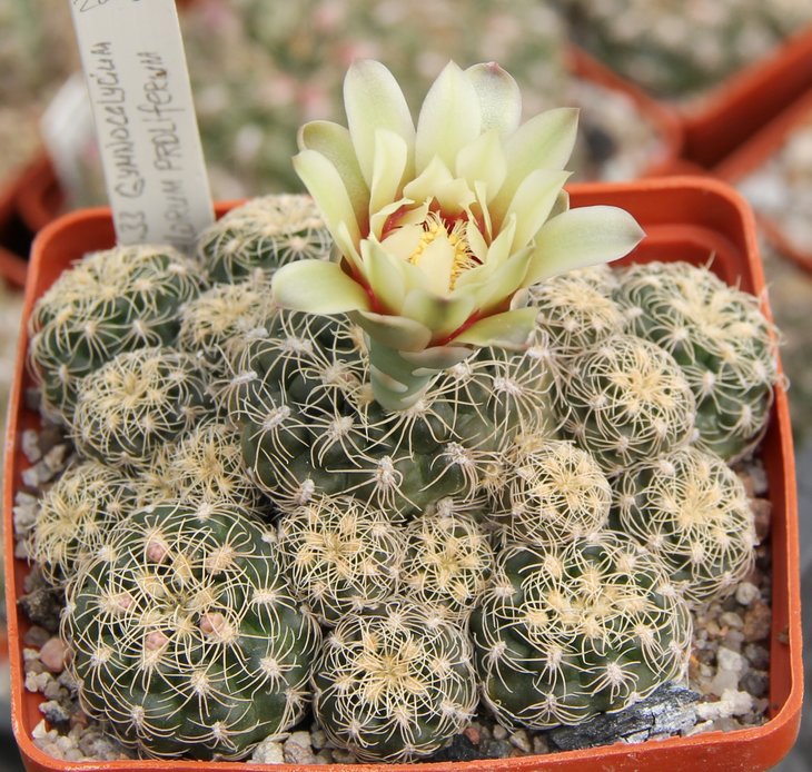 Gymnocalycium parvulum (calachlorum proliferum) MG