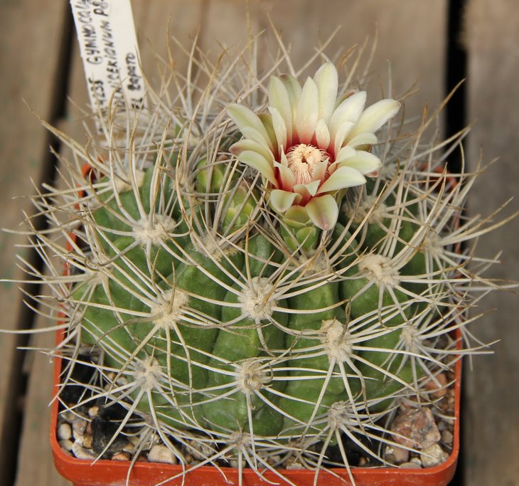 Gymnocalycium valnicekianum P83